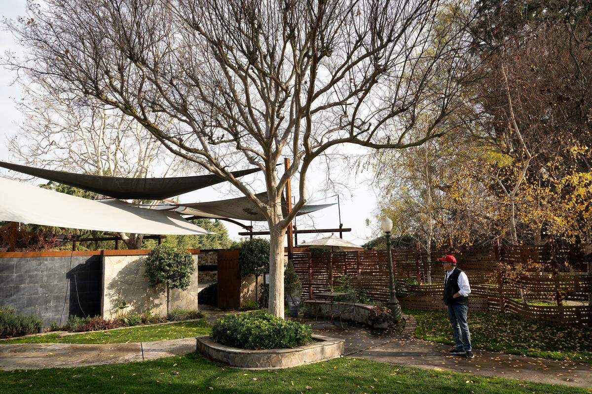 Owner Bob Campana and his partners plan on moving this mature crepe myrtle tree and other features from the Redwood Cafe gardens to its new location at River Islands in Lathrop. Photographed in Modesto on Monday, Dec. 23, 2024.