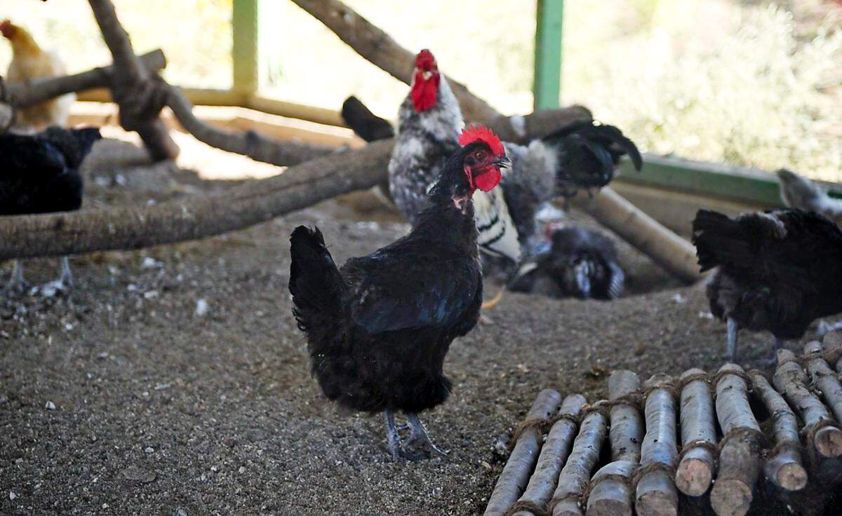 Egg laying hens at Zinc House Farm in Escalon, Calif., on Tuesday, June, 21, 2022.
