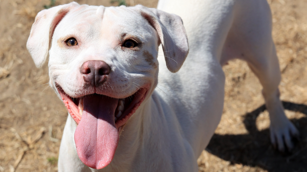 Blanca is available to add to your family. She is 4 years old and 40 pounds. If you are interested in adopting Blanca, she is in kennel 707 ID#A575201.