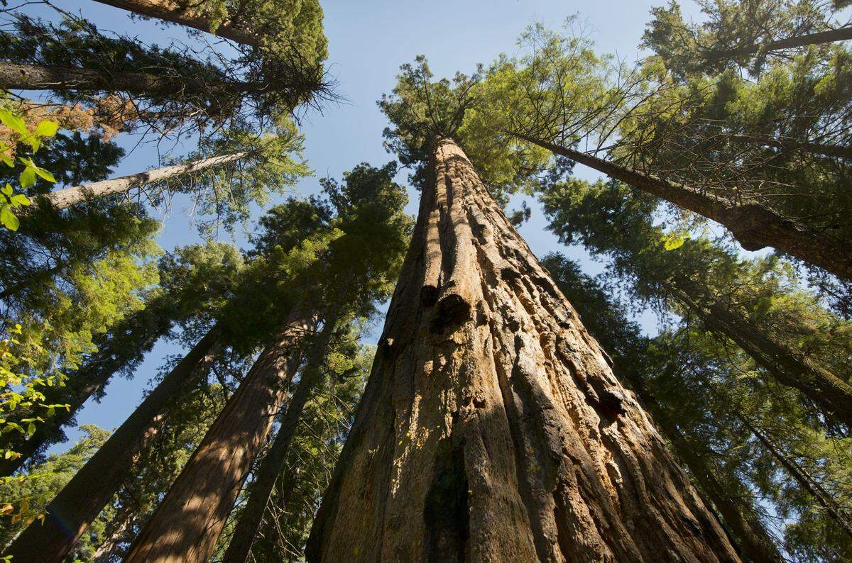 Sequoias stretch toward the sky at Calaveras Big Trees State Park.