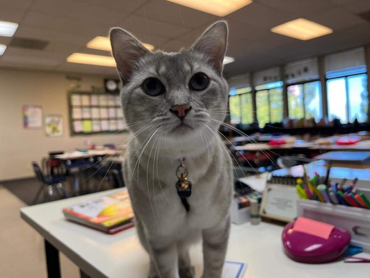 The final votes are in, and Modesto Bee readers have crowned Stanislaus County’s cutest cat.