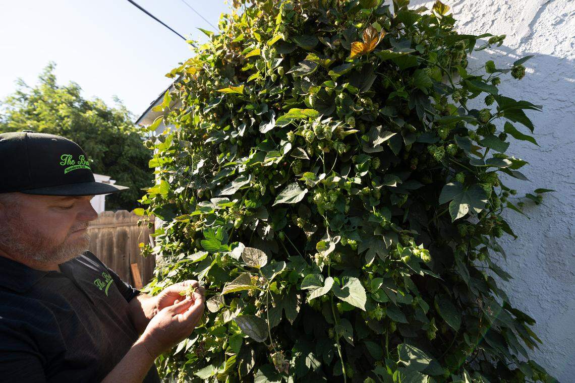 Henry VanderWeide III looks at cascade hops in his backyard in Ripon, Calif., Friday, August 18, 2023. He plans to brew a batch of wet hop beer and some with dry hops.