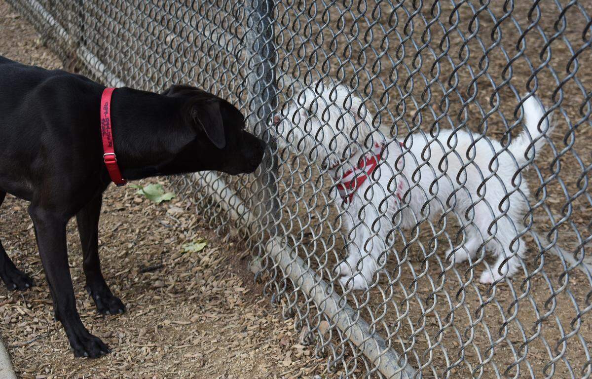 A big dog and little dog in their respective play areas say hi through a fence at the Modesto Dog Park in May 2019.
