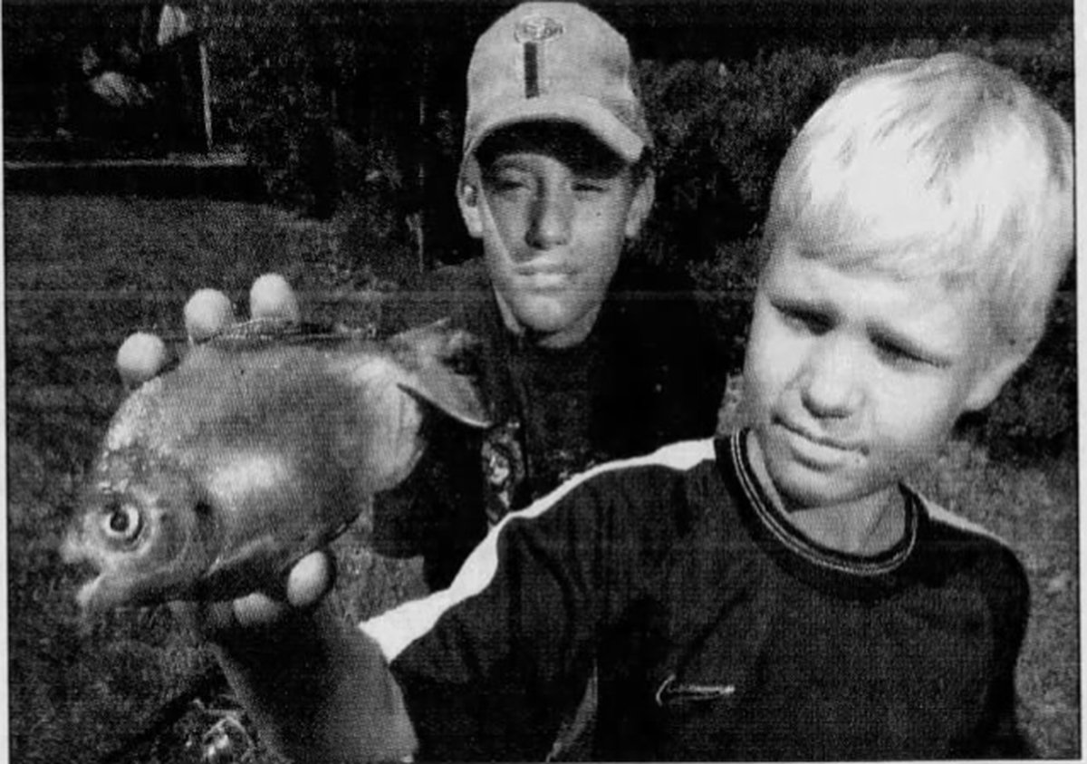 Chuckie Phillips and Julian Ferlaak found a pacu fish in Naraghi Lake in July 2001.