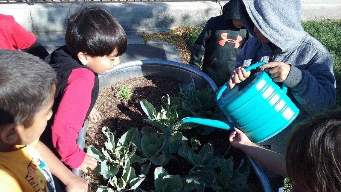 A group of elementary school students gather to garden their fruits and vegetables at an after-school program.