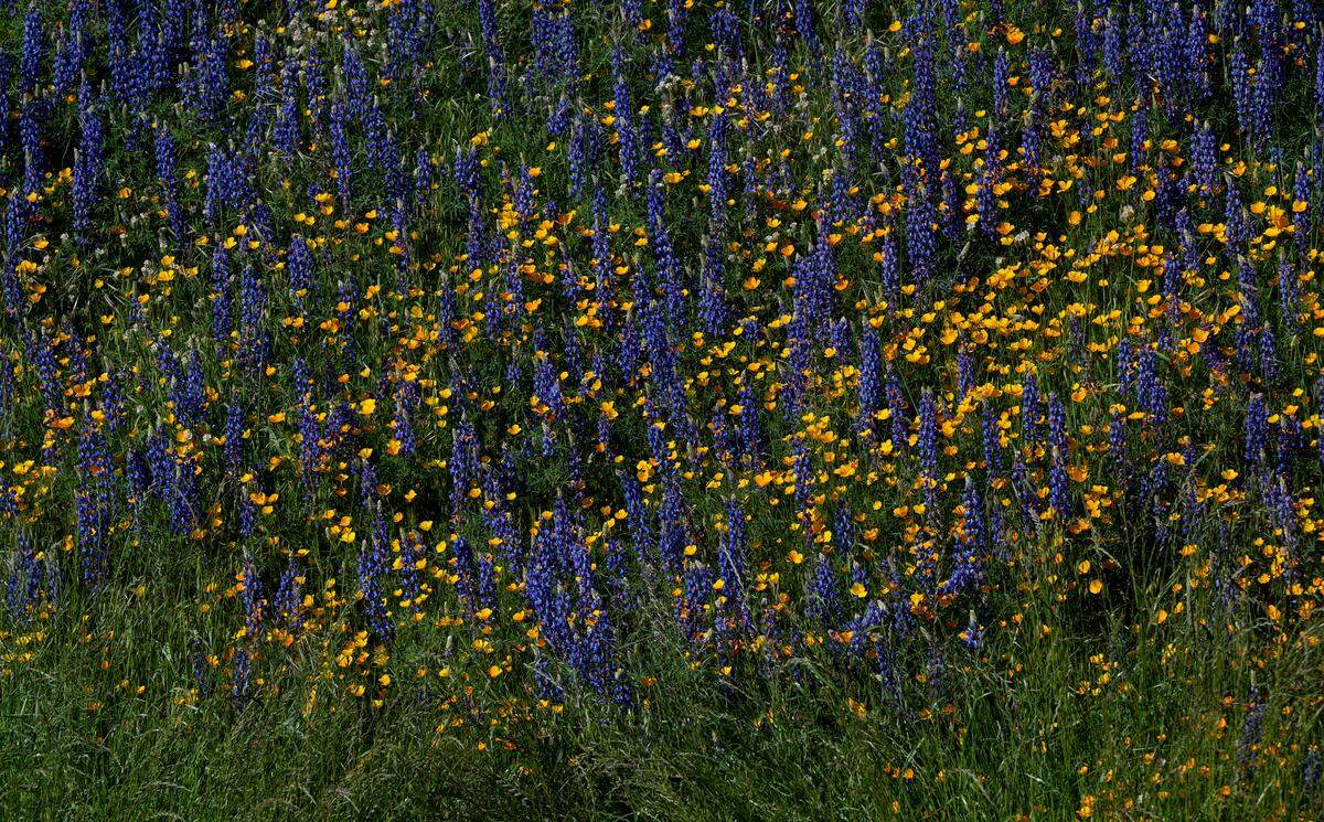 Lupine and poppies are blooming at the Knights Ferry Recreation Area in Knights Ferry, Calif., Wednesday, April 12, 2023.