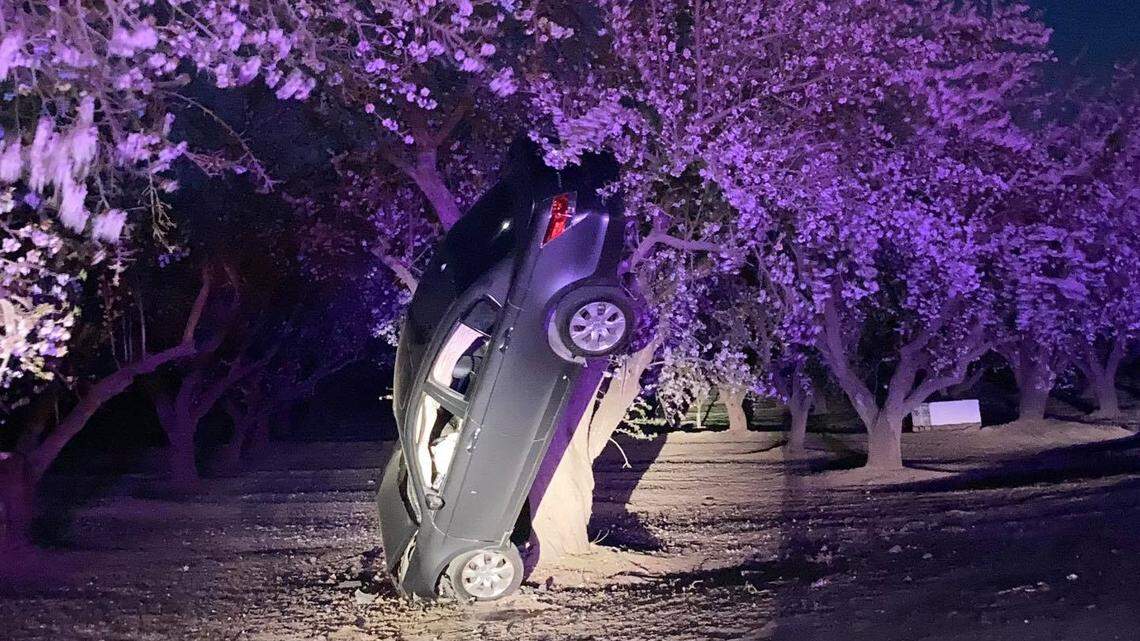 California Highway Patrol officers found this abandoned Honda Accord up a tree in an orchard along Jennings Road west of Keyes on Wednesday evening, Feb. 24, 2021.