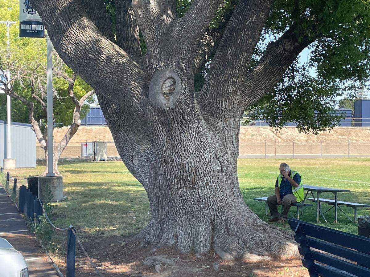 This camphor tree is among the largest of nine being removed at Modesto’s Downey High School on Wednesday, May 31, 2023.