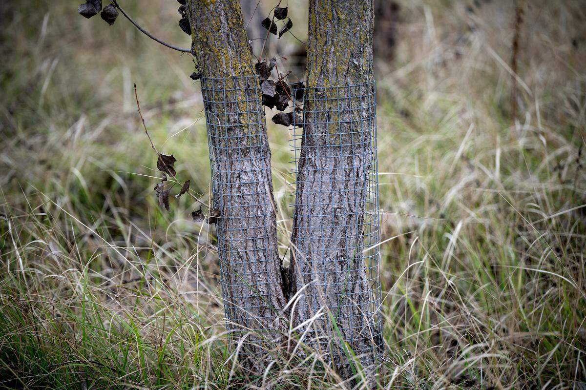 Cottonwoods planted in the Gateway Park floodplain are protected at the base with wire mesh to prevent beavers from chewing on the trees during periods of flooding. Photographed in Gateway Park in Modesto, Thursday, Dec. 26, 2024.