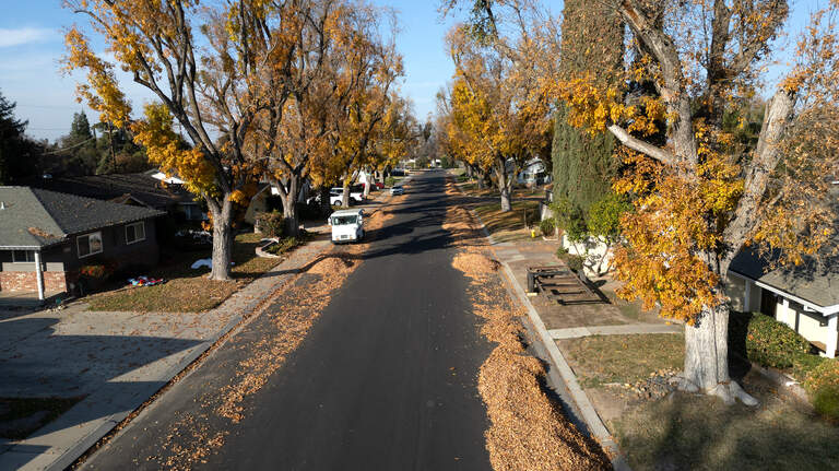 Can I trim my CA neighbor’s trees? Who picks up leaves? Your questions answered