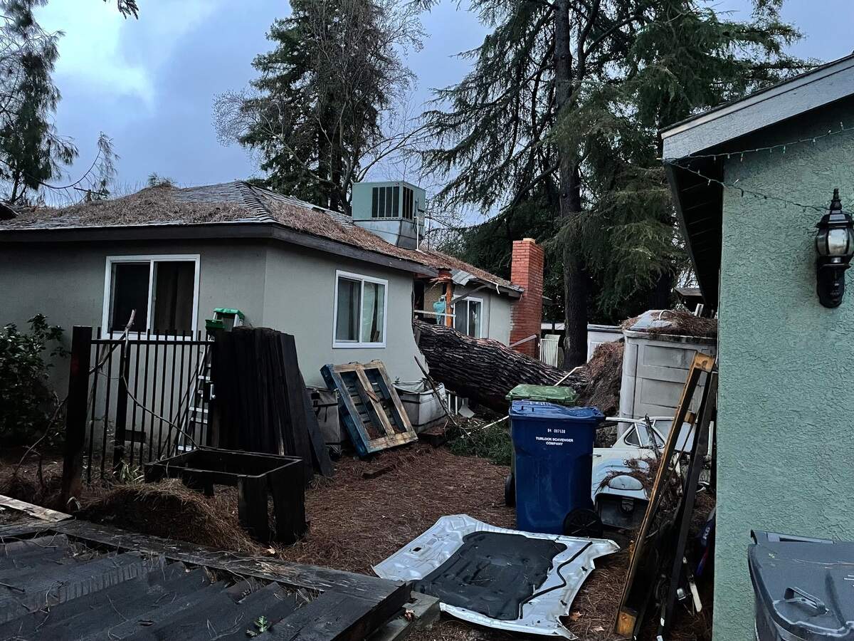 A massive conifer fell onto a home on Hawkeye Avenue in Turlock on Monday, Jan. 16, 2023, splitting it down the middle. No one was injured.