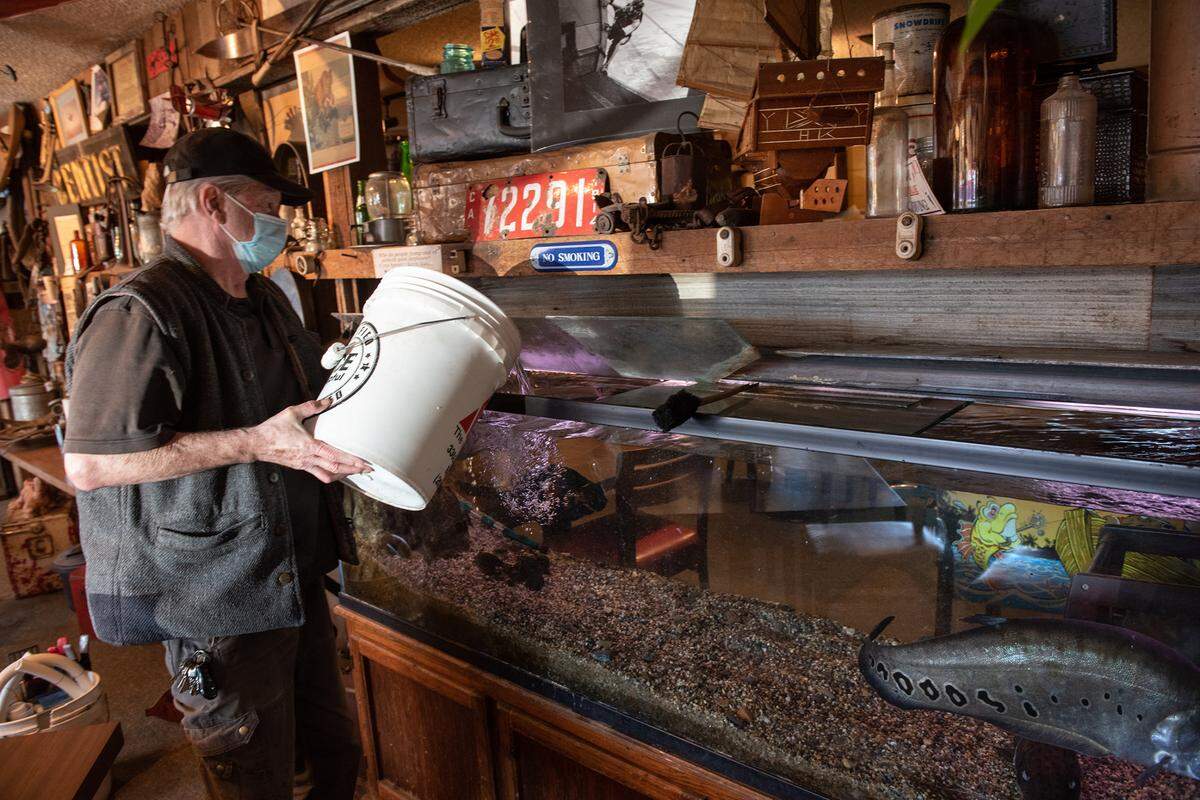 Doug Hines maintains the large fish tank at Fast Eddie’s Meal-On-A-Bun on Tully Road in Modesto, Calif., on Wednesday, Feb. 2, 2022.