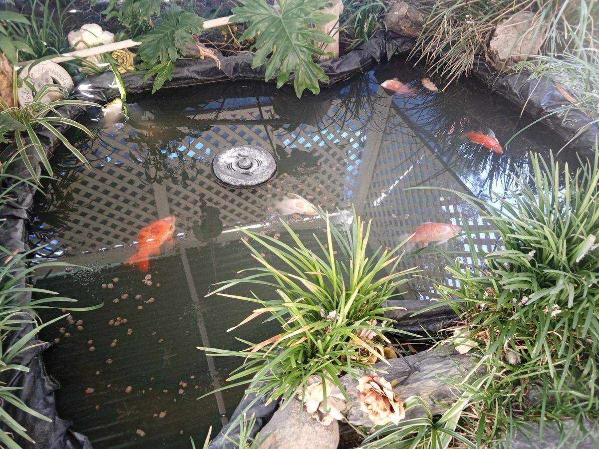 Goldfish perished in Katherine Martinez’s backyard pond in the Dry Creek area of Modesto.