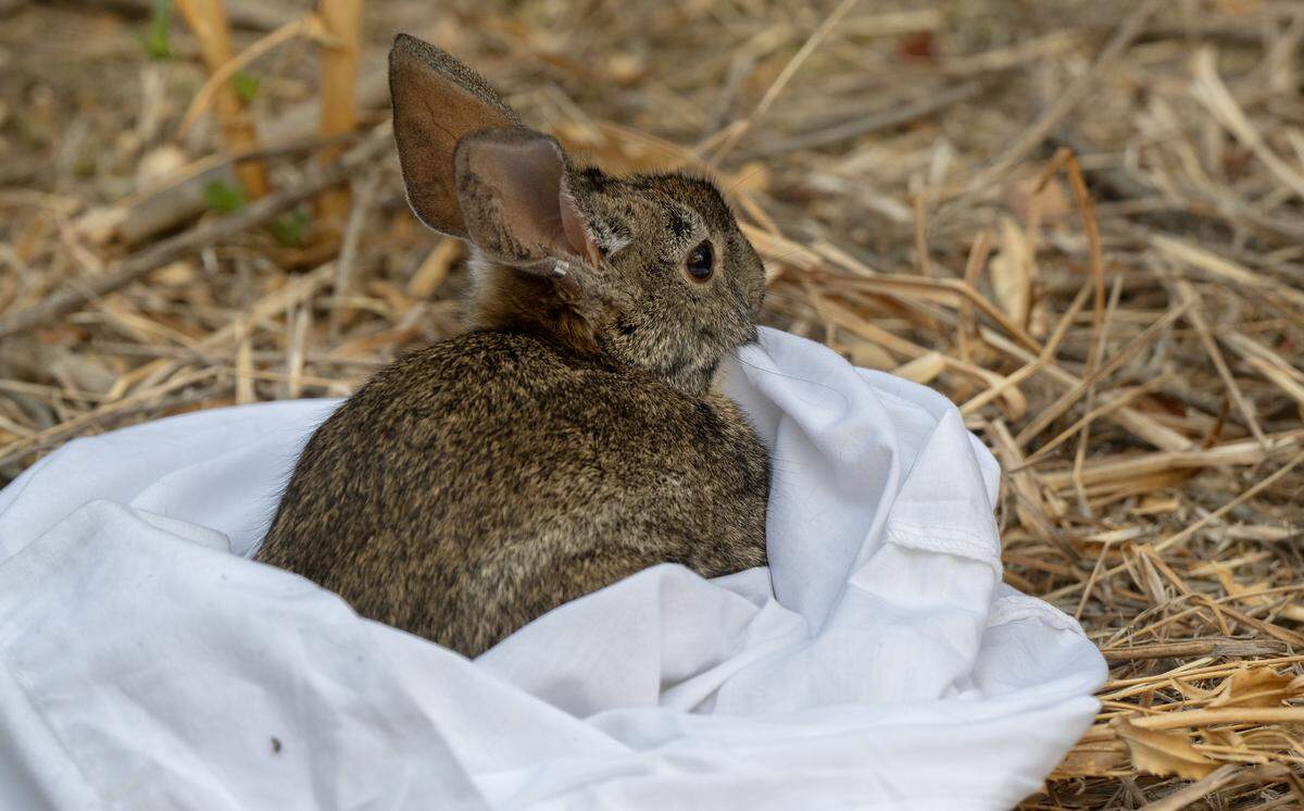 A riparian brush rabbit, previously tagged and vaccinated, pauses for a moment before running off after being captured part of a vaccination program to combat rabbit hemorrhagic disease at the San Joaquin River National Wildlife Refuge, Thursday, Oct. 24, 2024.