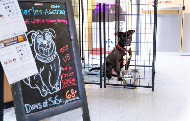 Changes underway at Stanislaus Animal Services Agency as interim director steps in