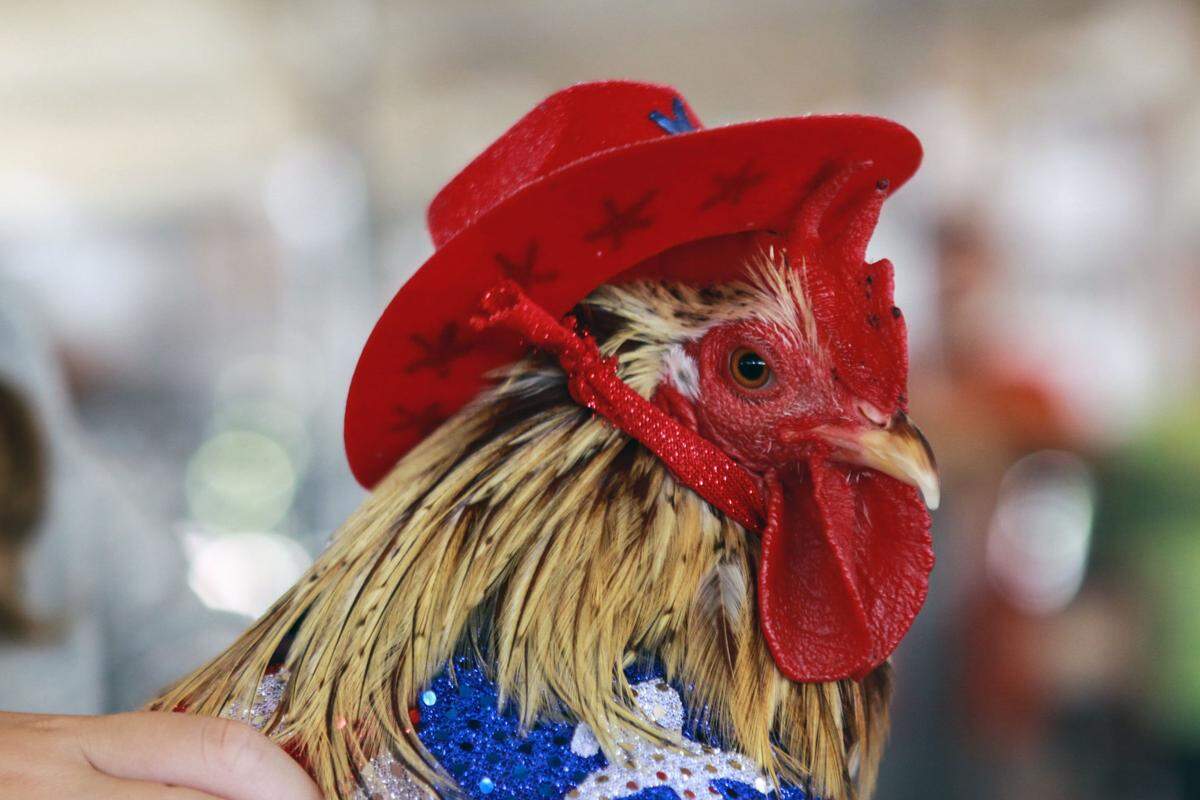 This cowboy rooster was strutting his stuff in the poultry dress-up contest at the Stanislaus County Fair in July 2015.