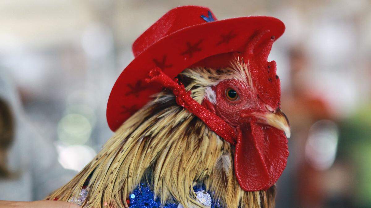 This cowboy rooster was strutting his stuff in the poultry dress-up contest at the Stanislaus County Fair in July 2015. Poultry shows for this summer’s fair have been canceled.