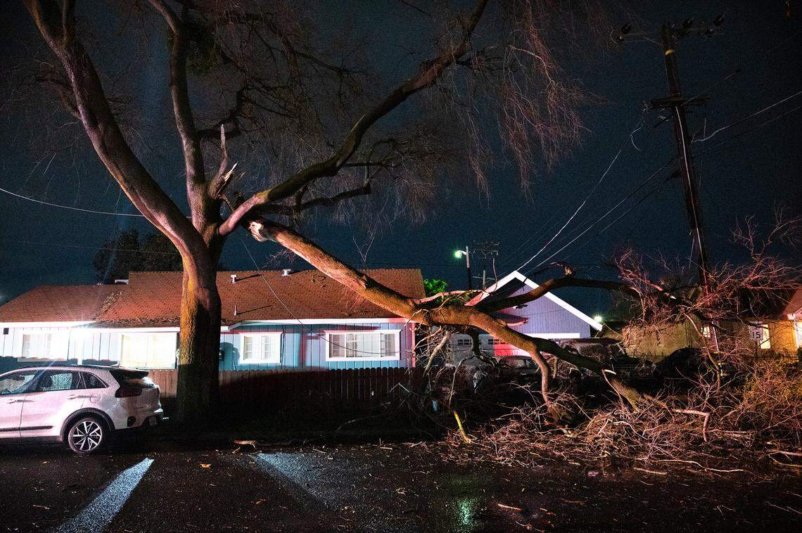 A tree on Alice Street was damaged by high winds in Modesto, Calif., Wednesday, Jan. 4, 2023.