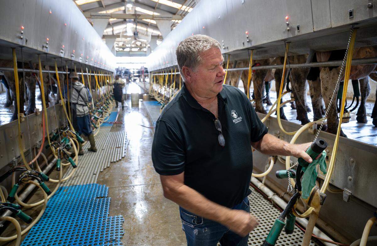 Dairy owner Rick Nutcher in the milking barn at the Nutcher Milk Company in Modesto, Thursday, June 5, 2025. 