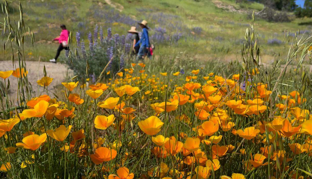 California poppy flowers are in bloom at the Knights Ferry Recreation Area in Knights Ferry, Calif., Wednesday, April 12, 2023.