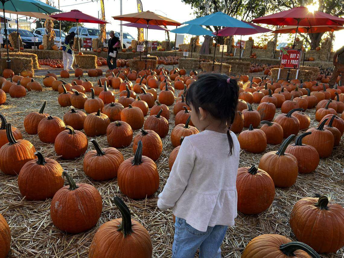 Aurora Garcia, 3, looks for the “perfect pumpkin” at Resendiz Family Fruit Barn.