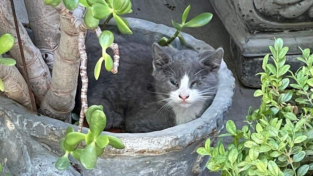 A feral kitten hangs around Mike Lynch’s home in Turlock.
