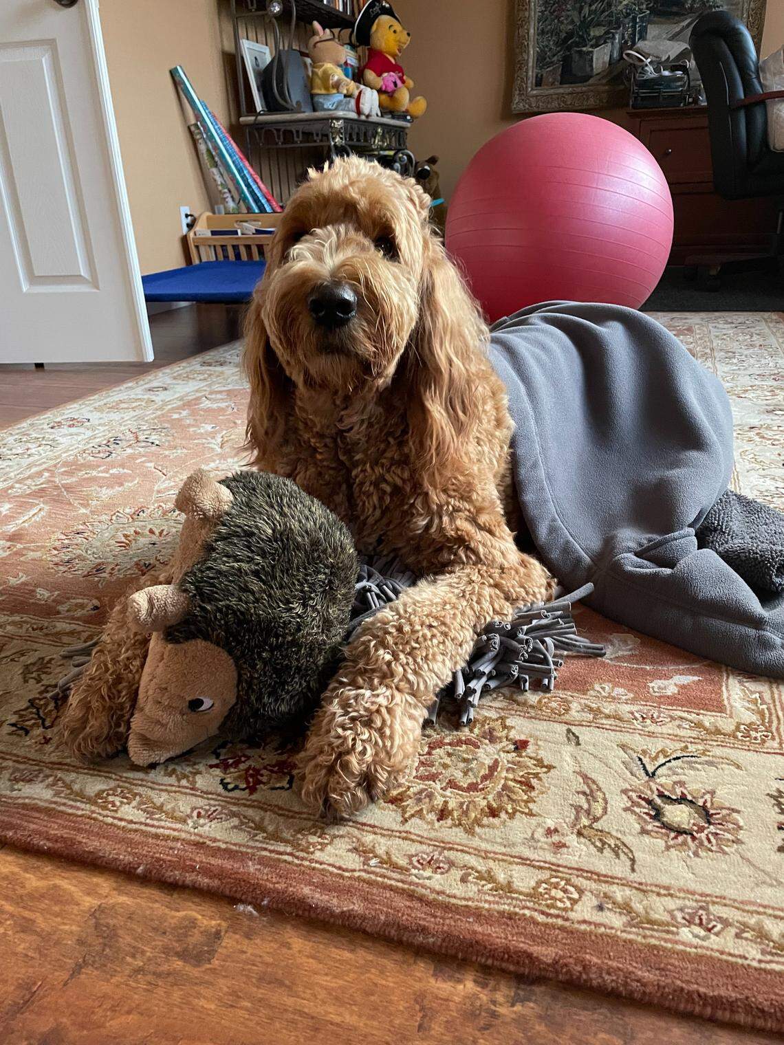 Moose, a lovable goldendoodle from Modesto, wagged his way to the top spot in The Bee’s pet photo contest.