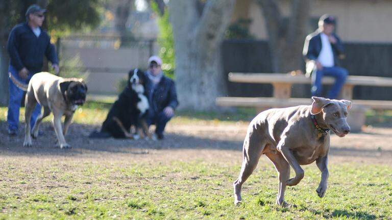 Where can I let my dog run without a leash in Stanislaus County? See 6 dog parks