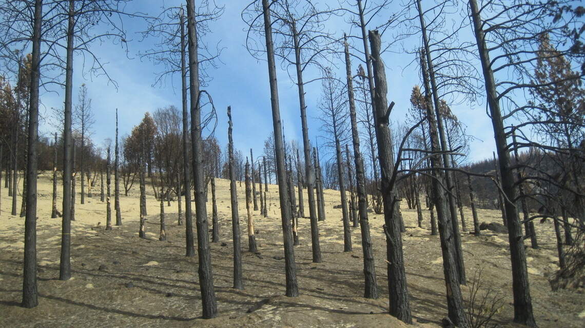 Middle ground is needed on the age-old issues around forest management