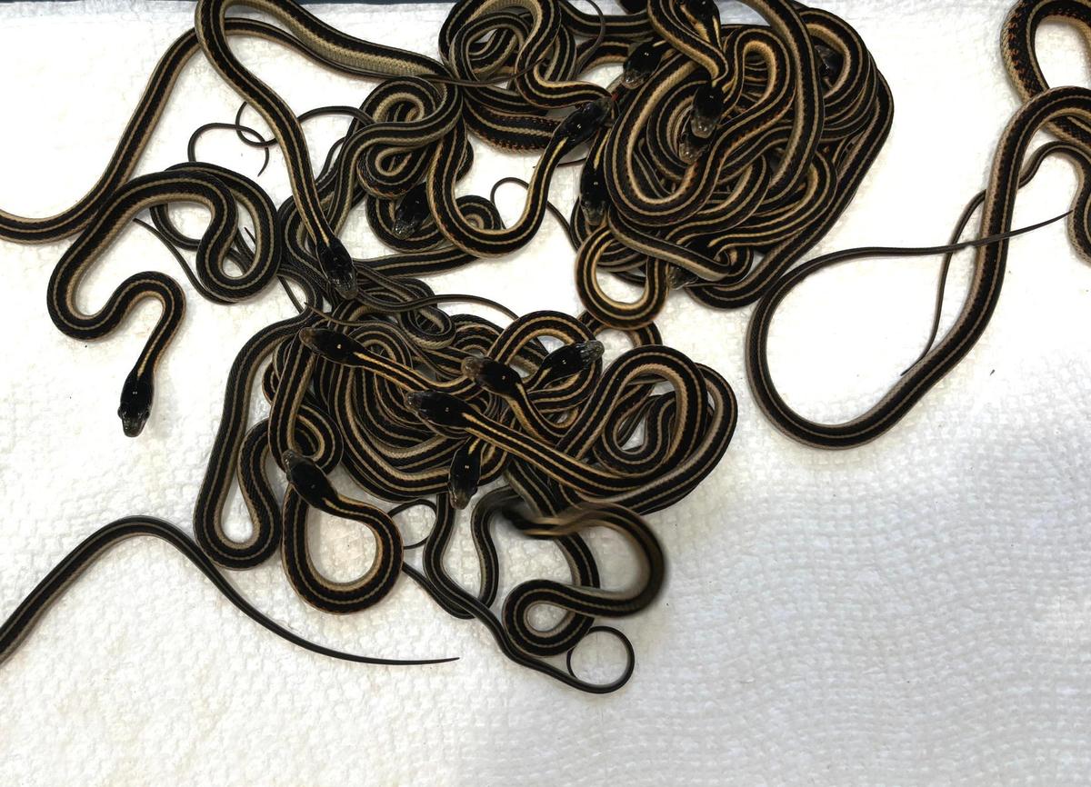 A nest of approxamately 60 California red-sided garter snakelets born at The Stanislaus Wildlife Care Center on Saturday, June 29.