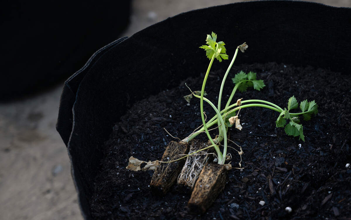 Celery plants and other vegetable starts were donated by Modesto farmer Ratto Brothers for the Junior Farmer program at Empire Elementary School in Empire, Friday, Oct. 4, 2024.