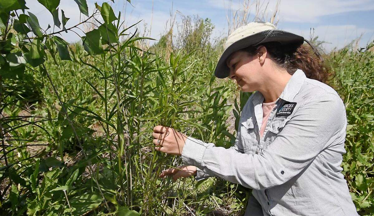 Endangered Species Conservation Biologist Angela Laws has been monitoring milkweed for signs of monarch butterfly eggs and caterpillars at Dos Rios Ranch west of Modesto, Calif., on Friday, April 29, 2022. The Xerces Society is monitoring eight milkweed plantings around California