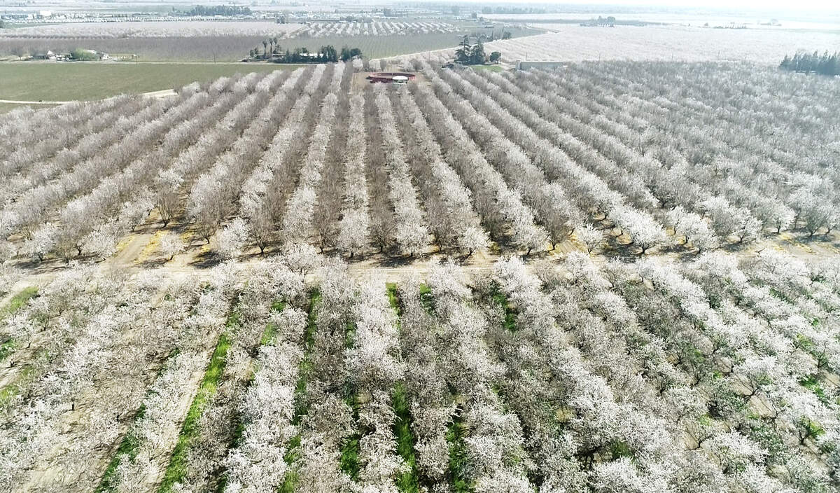 Almonds trees in bloom in Ceres, Calif., on Thursday, Feb. 20, 2020.