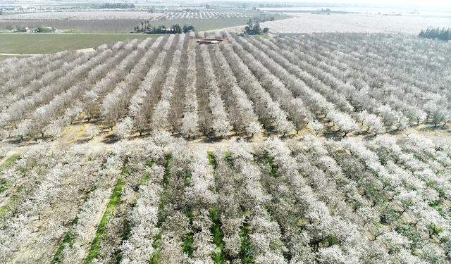 Almonds trees in bloom in Ceres, Calif., on Thursday, Feb. 20, 2020.