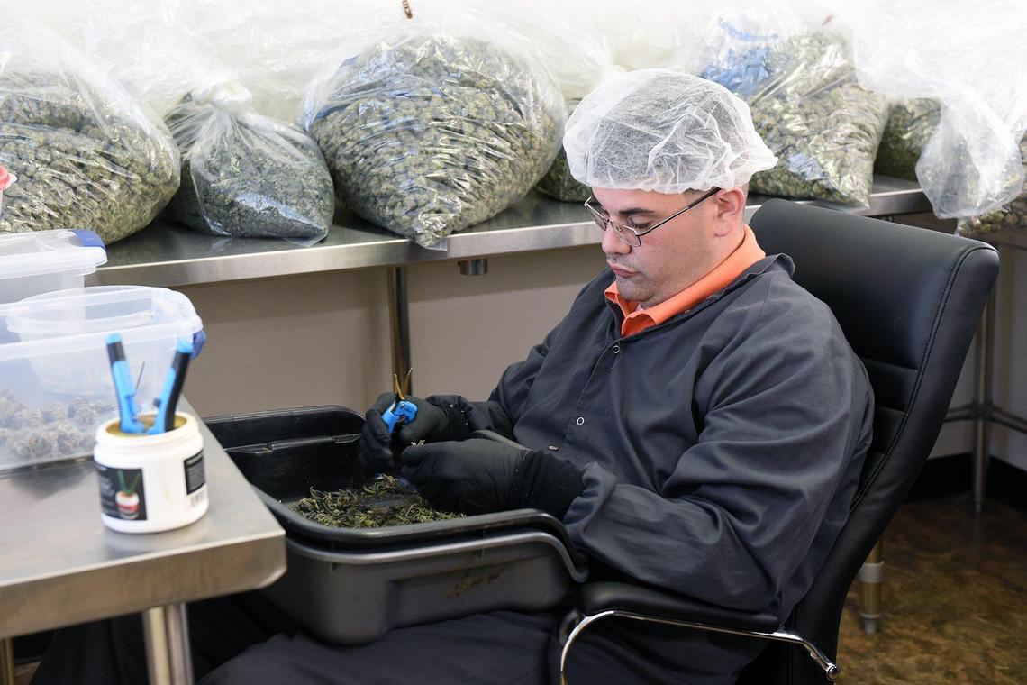 Processor Brad Nunes trims marijuana product at Lyfted Farms Monday May 6, 2019 in Modesto, Calif.