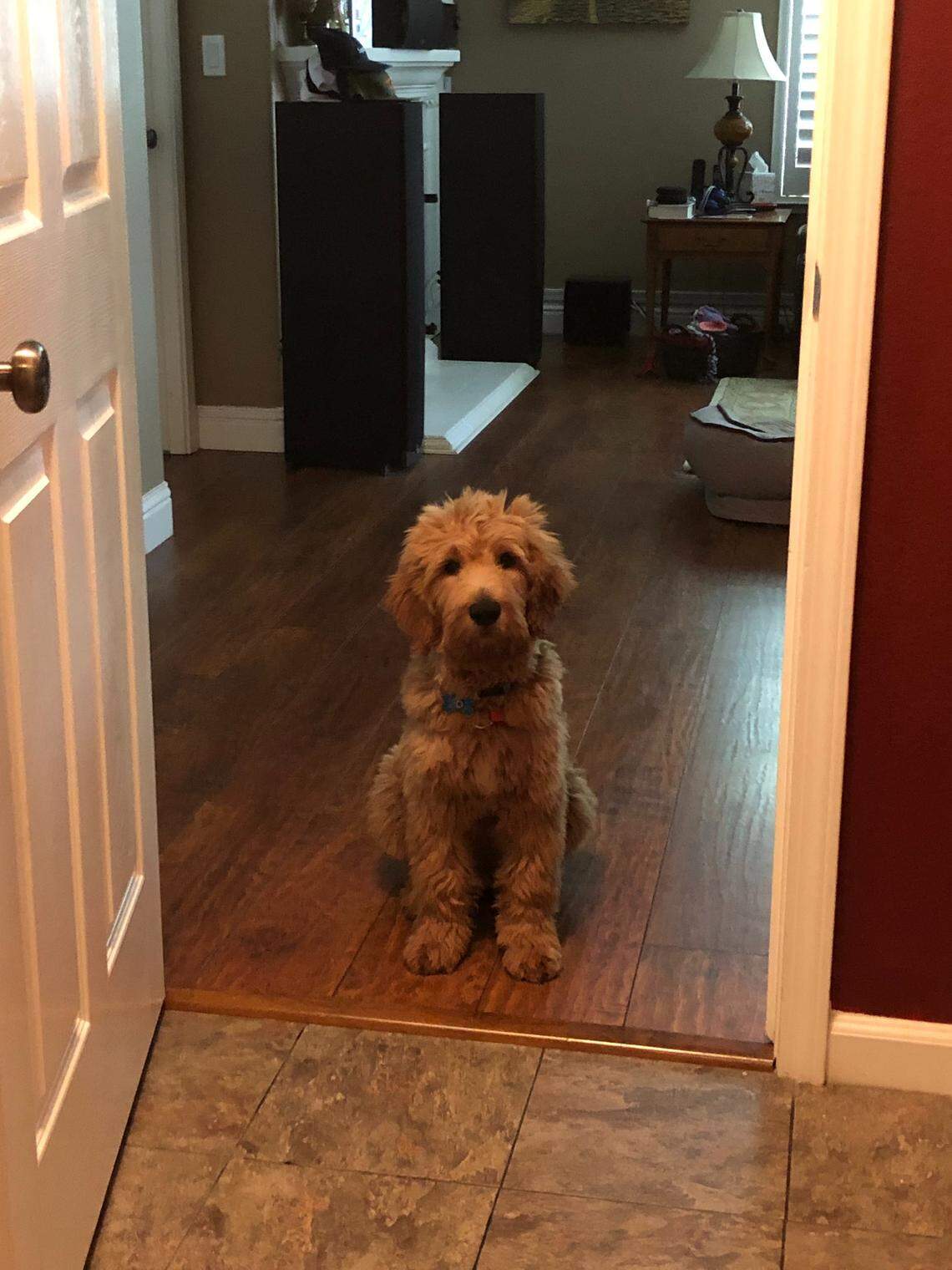 Anita Chowdhary said they adopted Moose in 2019.