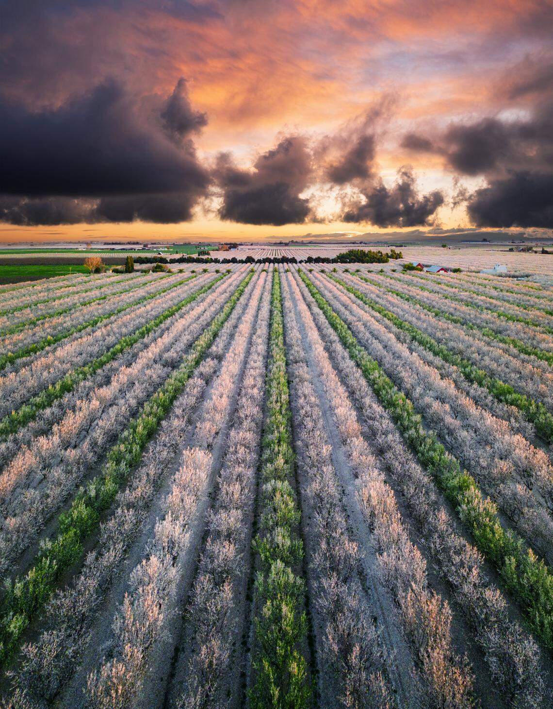 Sunset is seen over a blanket of almond blossoms.