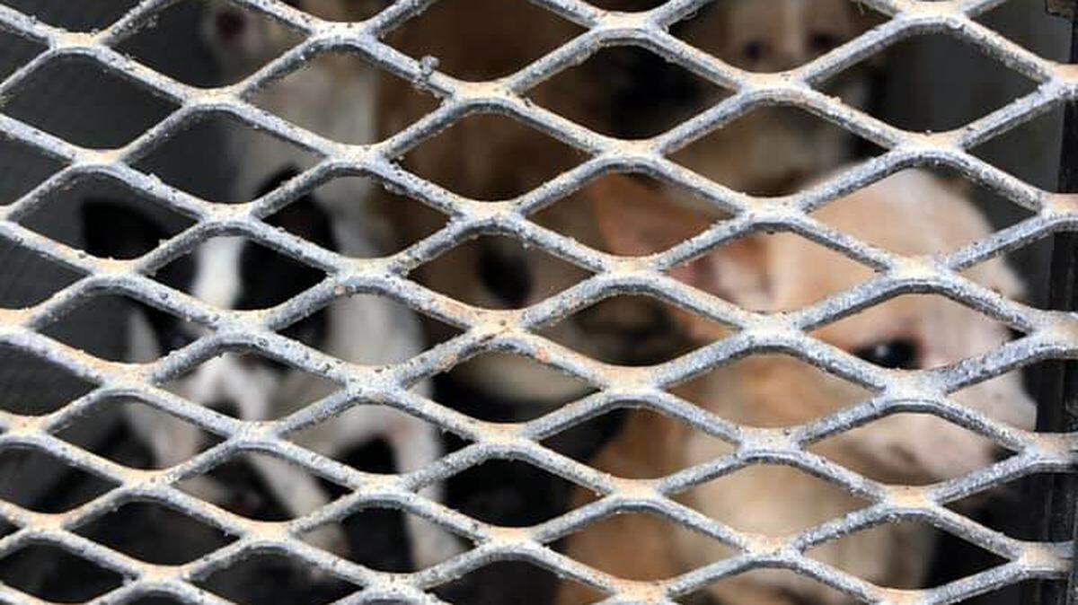 Nineteen chihuahuas were rescued from a two-bedroom apartment in Riverbank, Calif. the Stanislaus County Sheriff’s Department reported on Tuesday November 12, 2019.