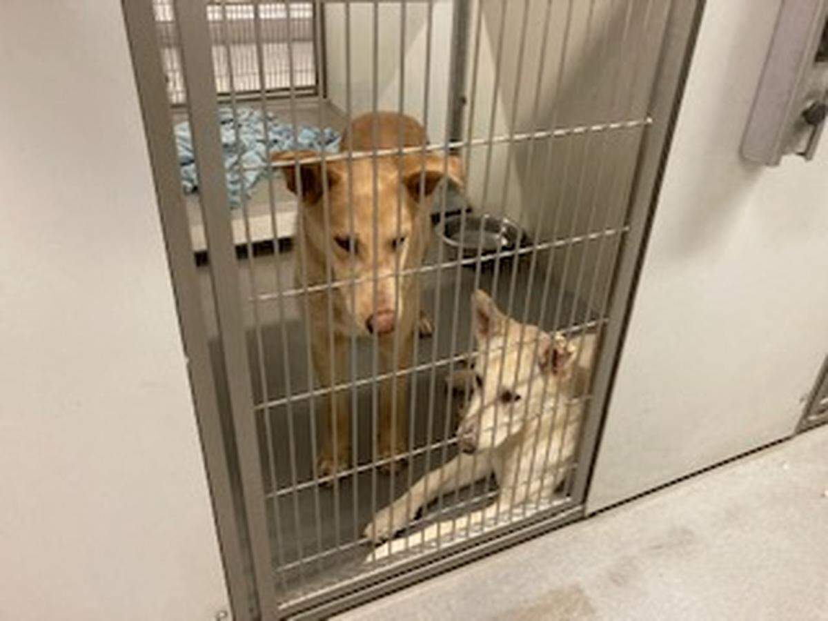 Dogs at the Stanislaus animal shelter are sharing kennels as the facility takes in more dogs than it can house during the storm.