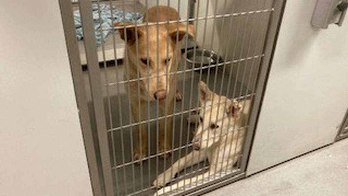 stanislaus dog shelter