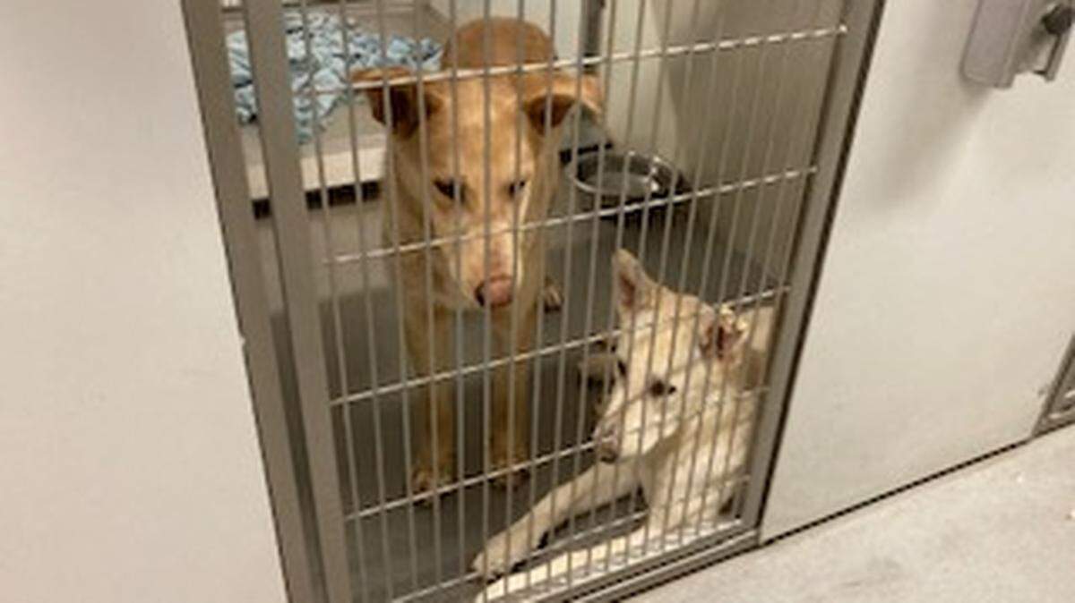 The Stanislaus Animal Services shelter has capacity for 165 dogs but is housing more than 200. This is a file photograph.