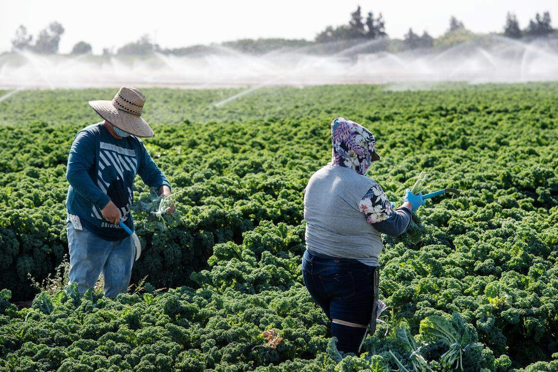 Workers harvest green kale at Ratto Bros. farm west of Modesto, Calif., on Friday, July 24, 2020. The produce grower received between $2 to $5 million in PPP taxpayer-backed funding.