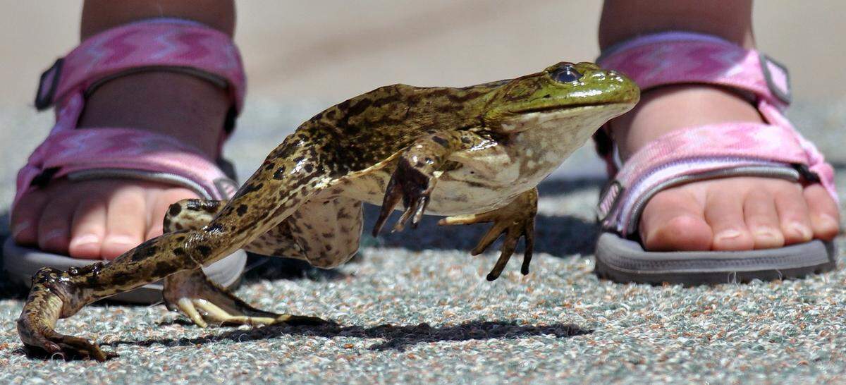 The Calaveras County Fair Jumping Frog Jubilee returns.