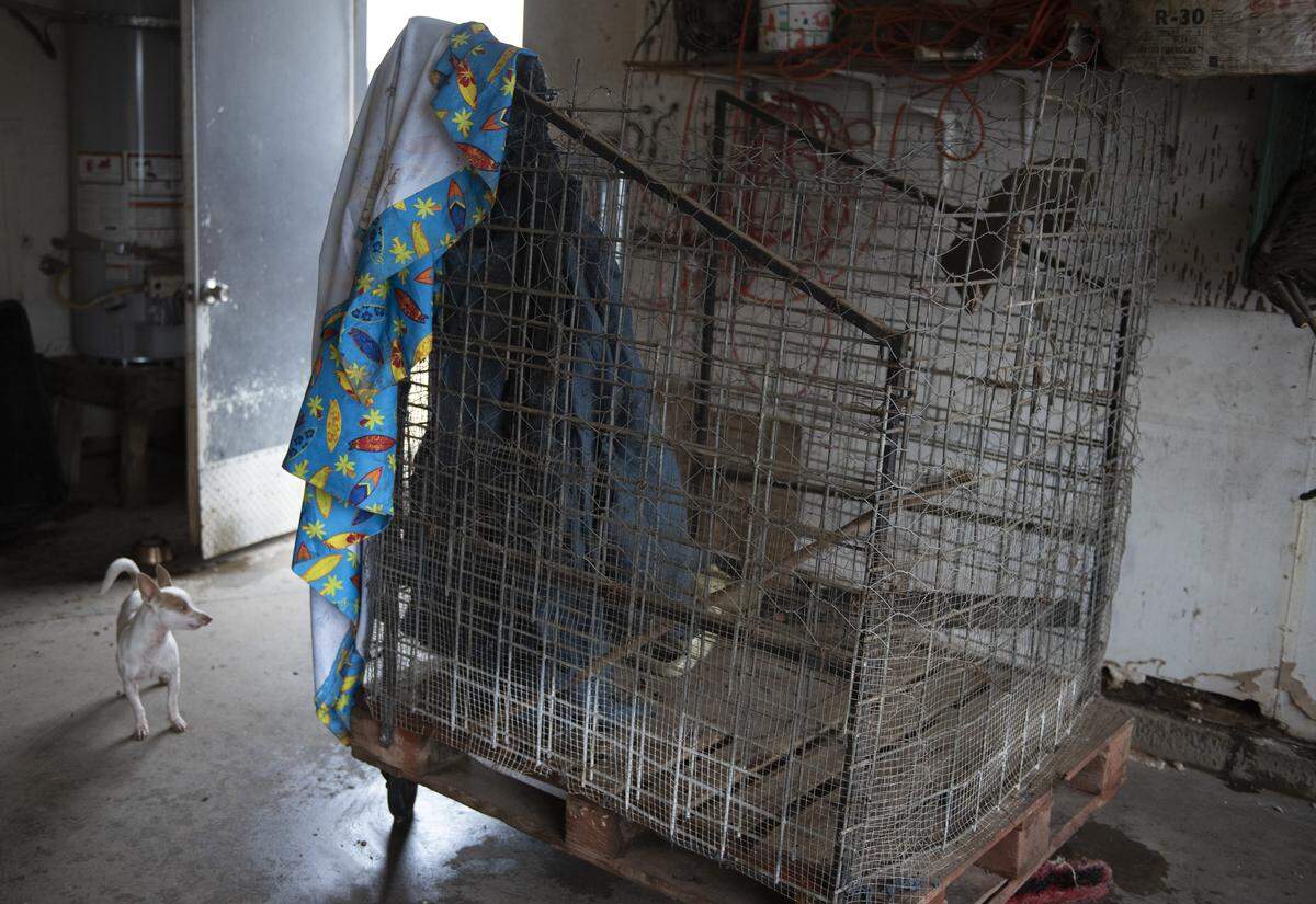 A small wire cage inside the garage shows where the tenant kept several female Chihuahuas at night, the homeowner said. Many of the dogs were found malnourished and scared.