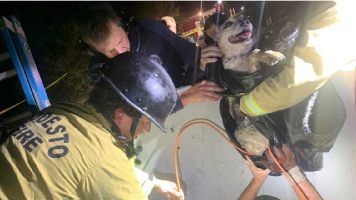 Modesto firefighters rescue dog trapped 8 feet beneath the ground in narrow pipe