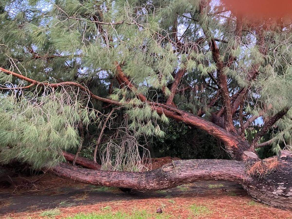 “We lost a big pine tree on Thursday (Jan. 5). Luckily we live in the country so it just fell on our driveway,” says Karen Valenzuela, who lives on the 6000 block of Smith Road, four miles southeast of Oakdale.
