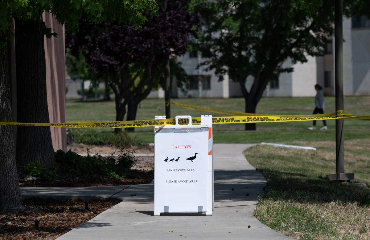 Students at Stanislaus State were cautioned about nesting Canada geese that have become aggressive near the campus health center in Turlock, Calif., on Tuesday, April 26, 2022.