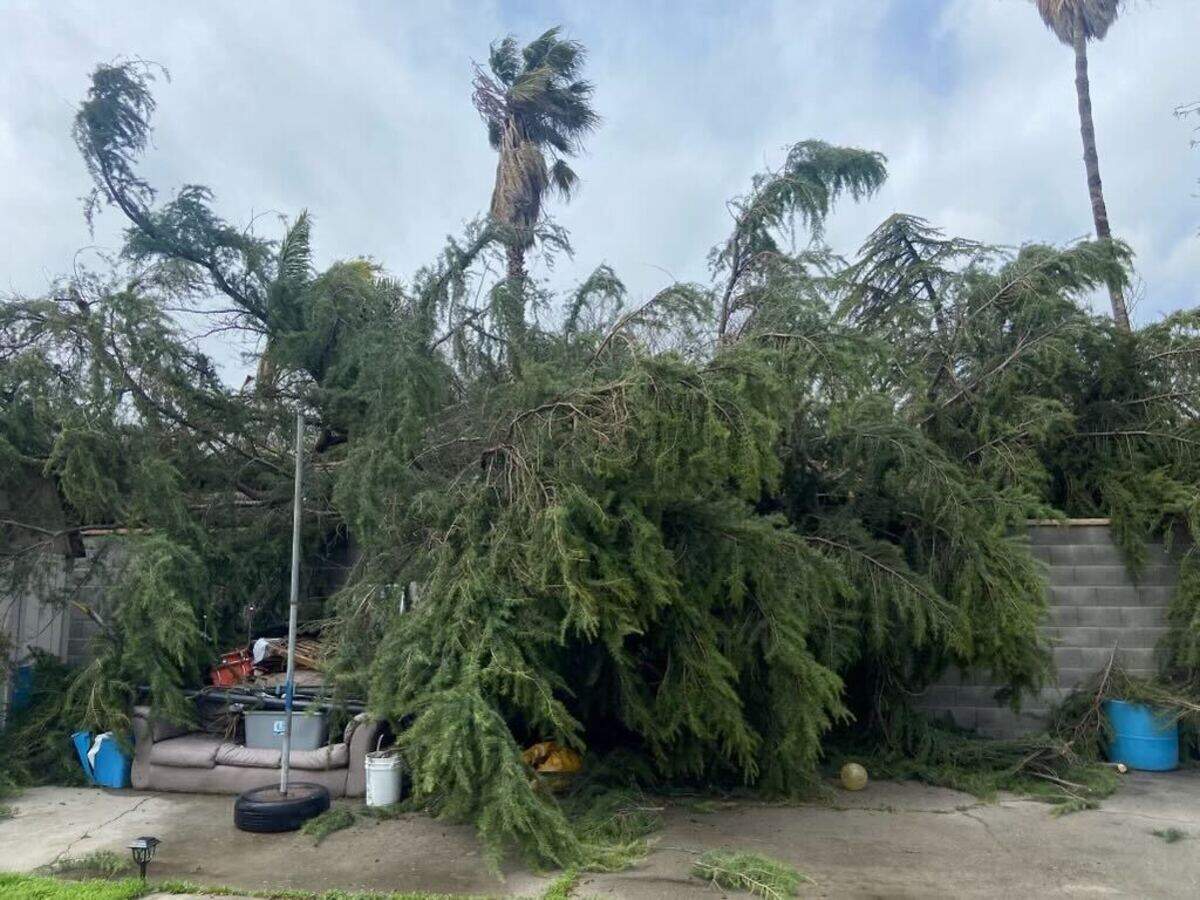 Modesto Fire Department Battalion 1 responded when a tree fell on March 14, 2023.