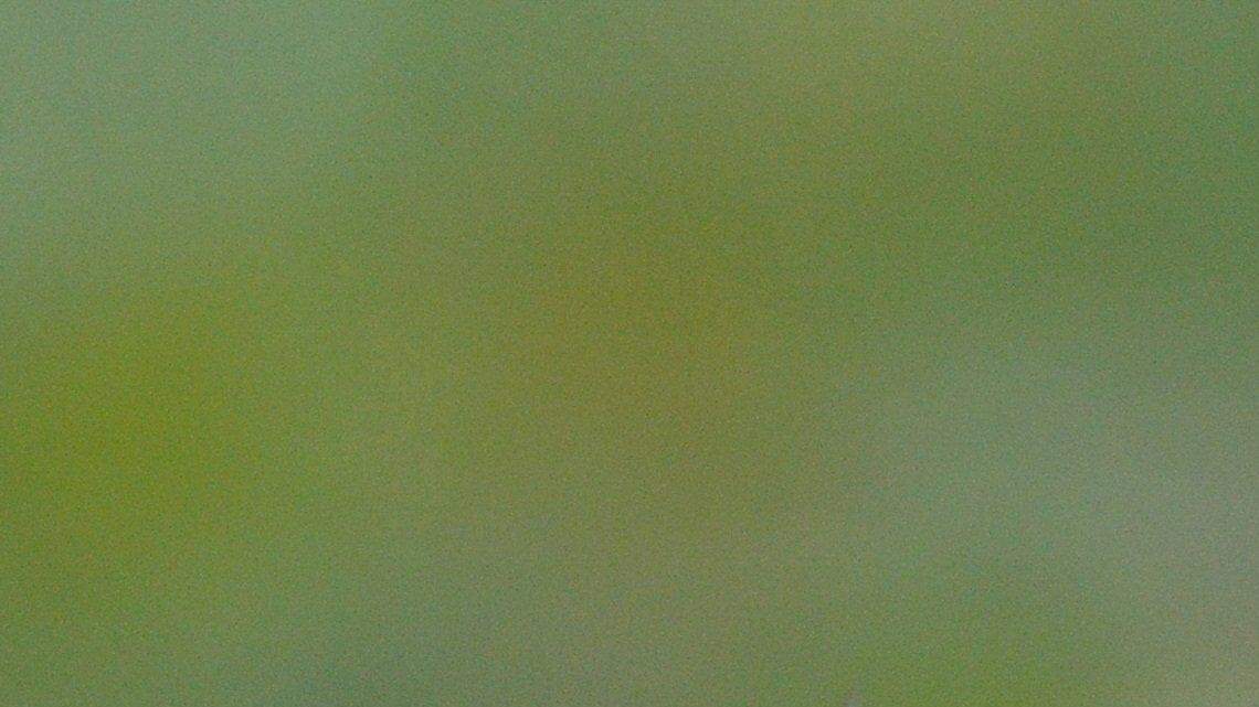 NC has among the highest diversity of hummingbirds in the US. Here’s what they look like