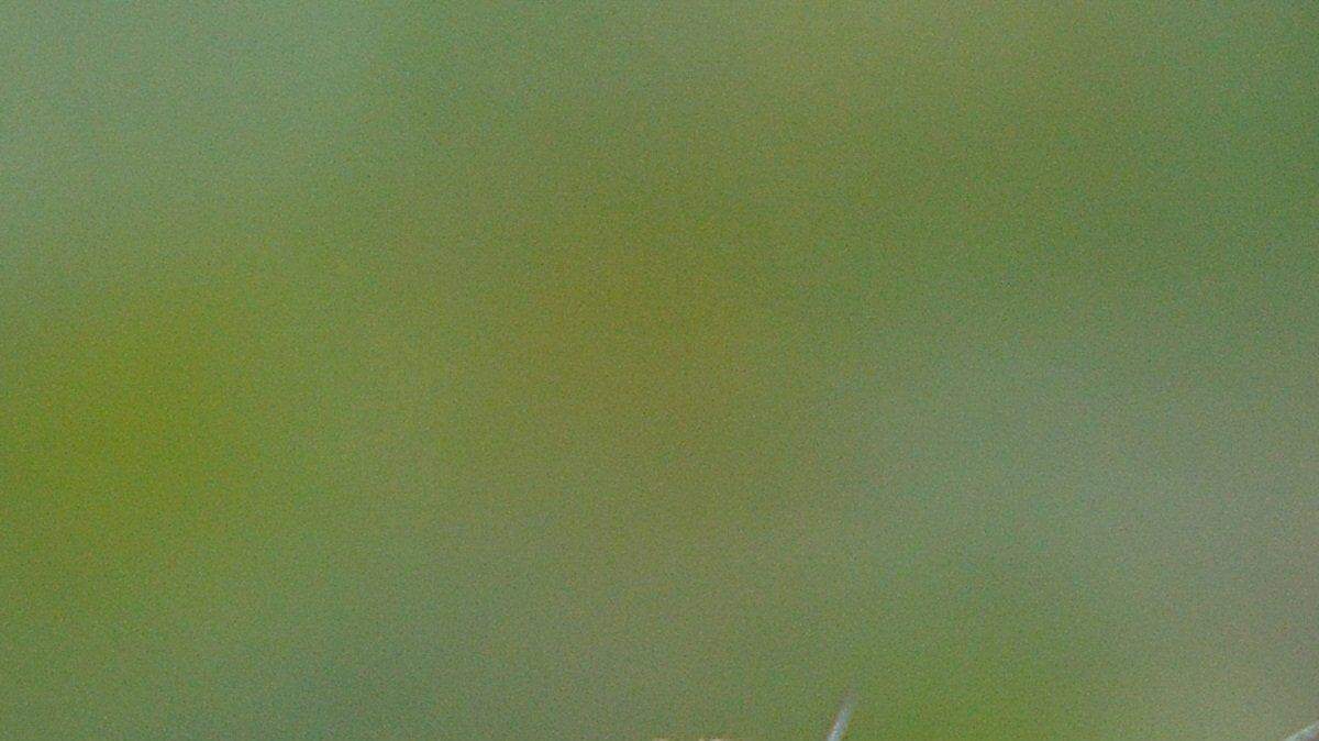 NC has among the highest diversity of hummingbirds in the US. Here’s what they look like